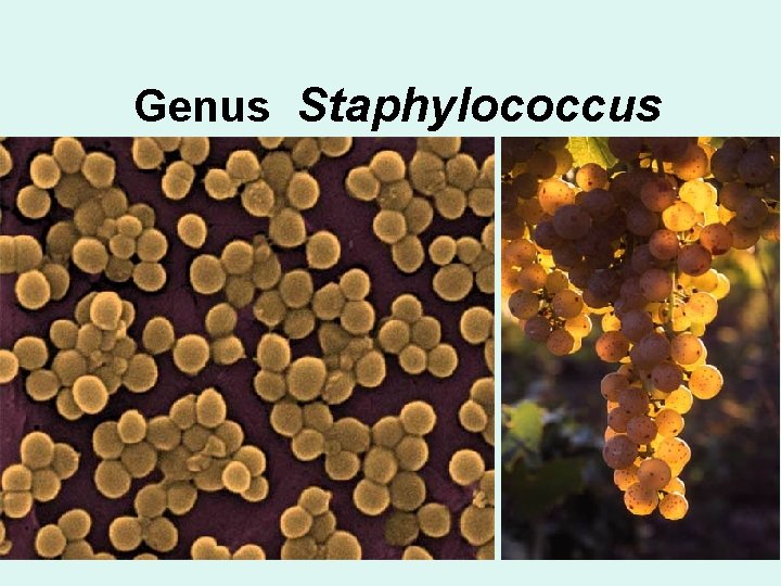 Genus Staphylococcus Genus Staphylococcus