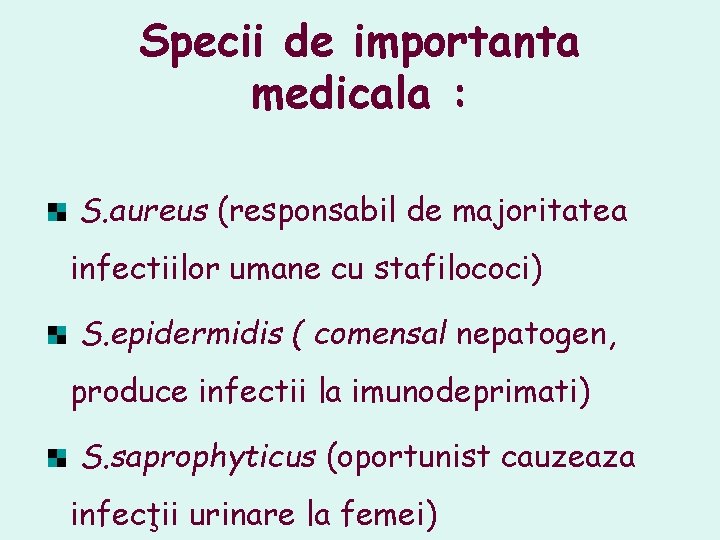 Specii de importanta medicala : S. aureus (responsabil de majoritatea infectiilor umane cu stafilococi) Specii de importanta medicala : S. aureus (responsabil de majoritatea infectiilor umane cu stafilococi)
