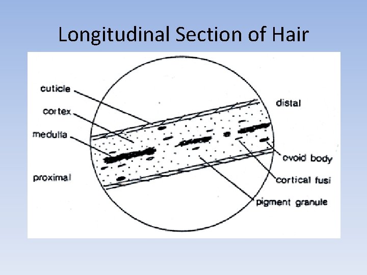 Longitudinal Section of Hair 