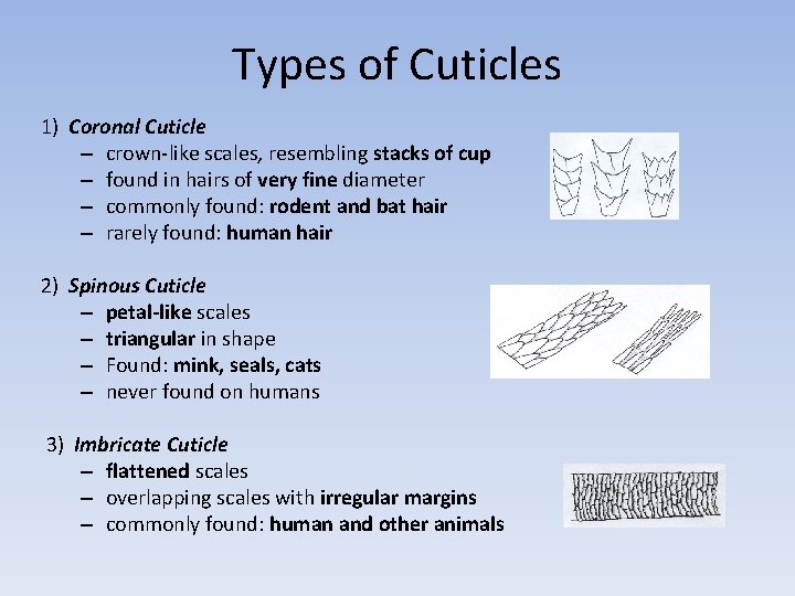 Types of Cuticles 1) Coronal Cuticle – crown-like scales, resembling stacks of cup –