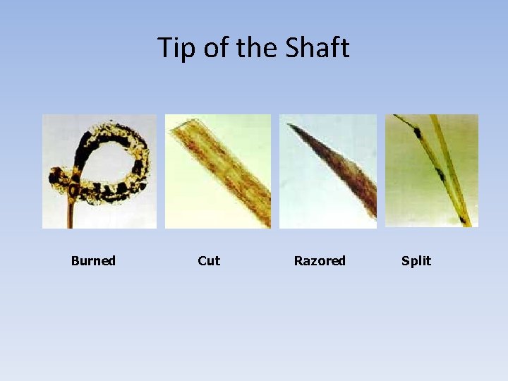 Tip of the Shaft Burned Cut Razored Split 