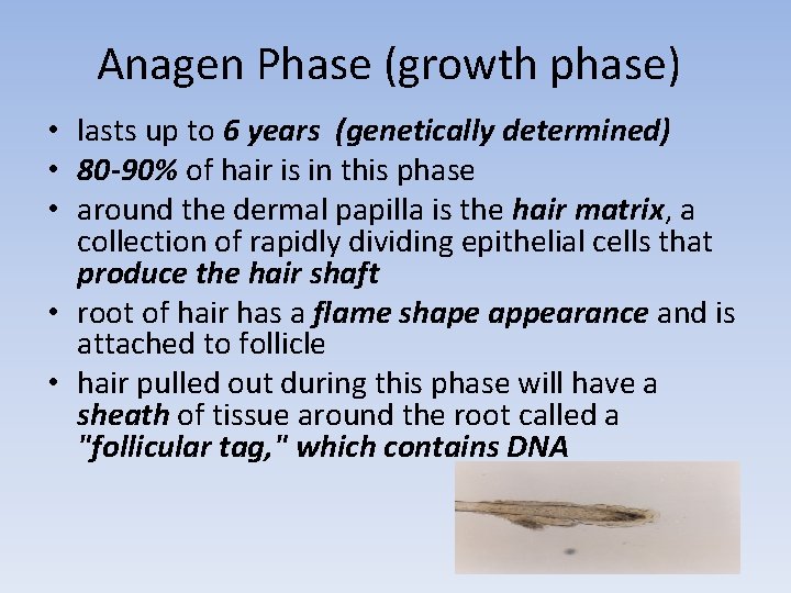 Anagen Phase (growth phase) • lasts up to 6 years (genetically determined) • 80