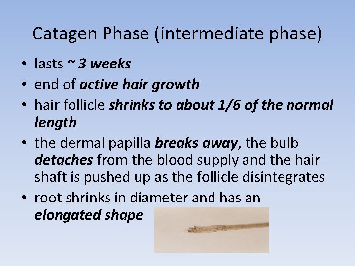 Catagen Phase (intermediate phase) • lasts ~ 3 weeks • end of active hair