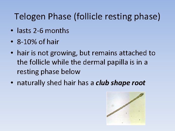 Telogen Phase (follicle resting phase) • lasts 2 -6 months • 8 -10% of