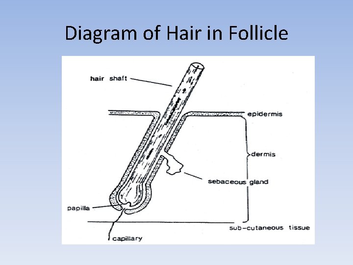 Diagram of Hair in Follicle 