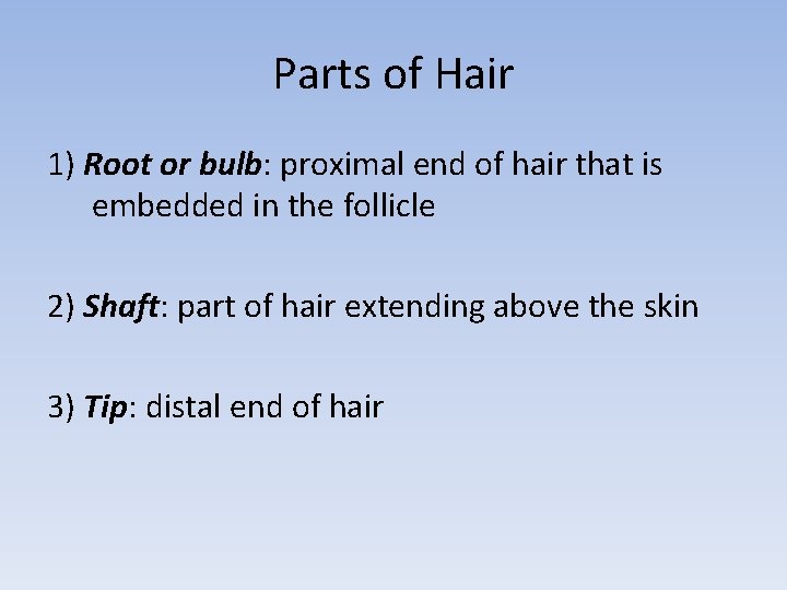 Parts of Hair 1) Root or bulb: proximal end of hair that is embedded