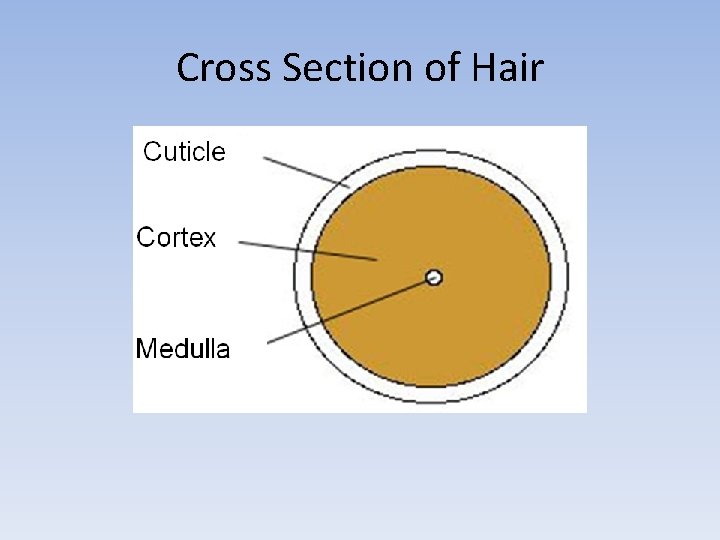 Cross Section of Hair 