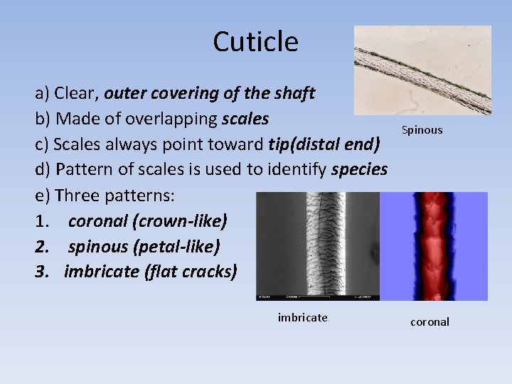 Cuticle a) Clear, outer covering of the shaft b) Made of overlapping scales c)