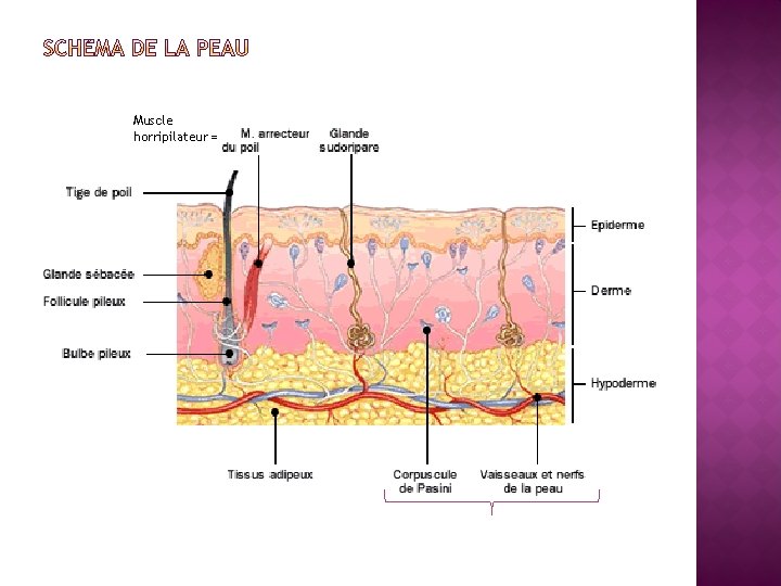 Muscle horripilateur = Muscle horripilateur =