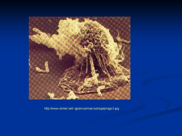 http: //www. sirinet. net/~jgjohnso/macrophagephago 3. jpg http: //www. sirinet. net/~jgjohnso/macrophagephago 3. jpg