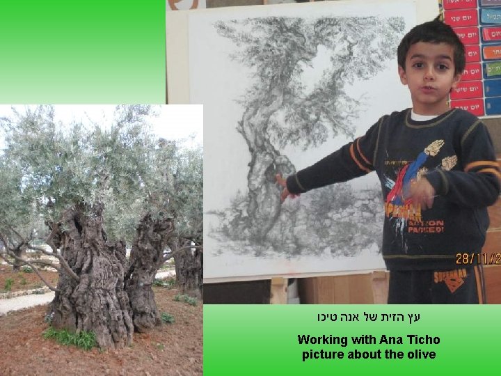  עץ הזית של אנה טיכו Working with Ana Ticho picture about the olive