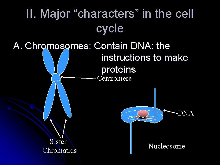 II. Major “characters” in the cell cycle A. Chromosomes: Contain DNA: the instructions to