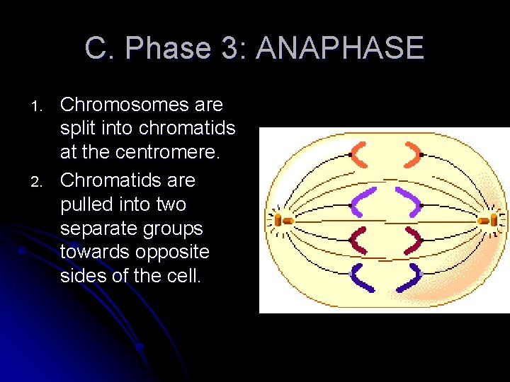 C. Phase 3: ANAPHASE 1. 2. Chromosomes are split into chromatids at the centromere.