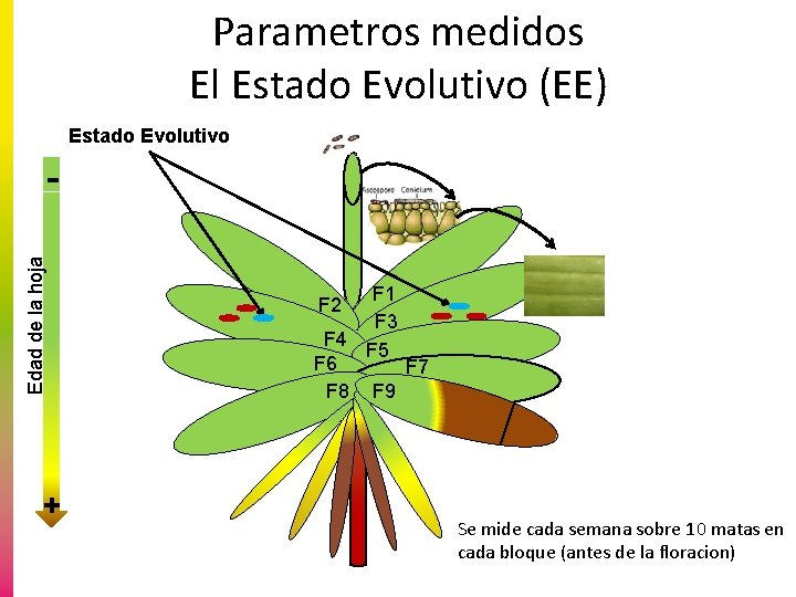 Parametros medidos El Estado Evolutivo (EE) Estado Evolutivo Edad de la hoja - +