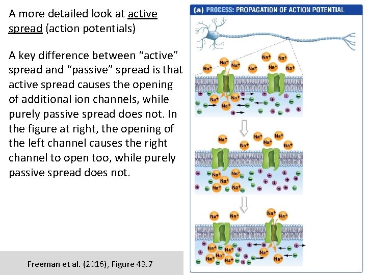 A more detailed look at active spread (action potentials) A key difference between “active”
