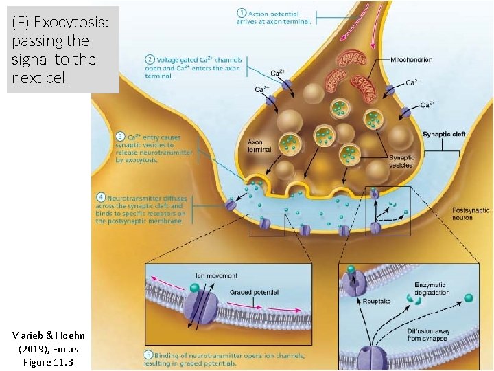 (F) Exocytosis: passing the signal to the next cell Marieb & Hoehn (2019), Focus
