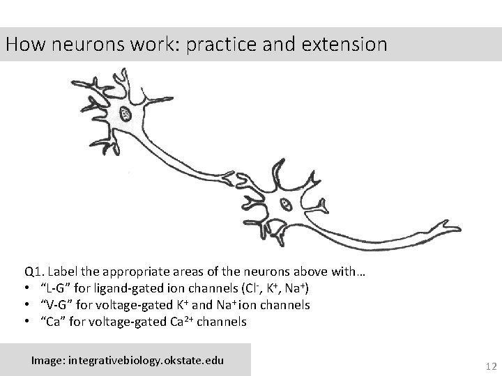 How neurons work: practice and extension Q 1. Label the appropriate areas of the