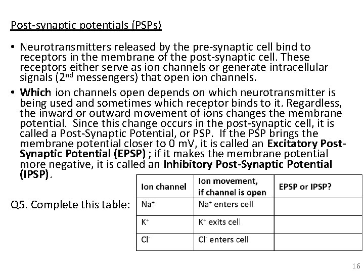Post-synaptic potentials (PSPs) • Neurotransmitters released by the pre-synaptic cell bind to receptors in
