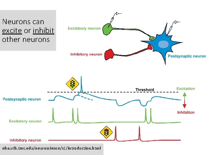 Neurons can excite or inhibit other neurons nba. uth. tmc. edu/neuroscience/s 1/introduction. html 