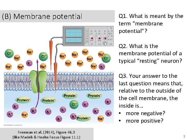 (B) Membrane potential Q 1. What is meant by the term “membrane potential”? Q