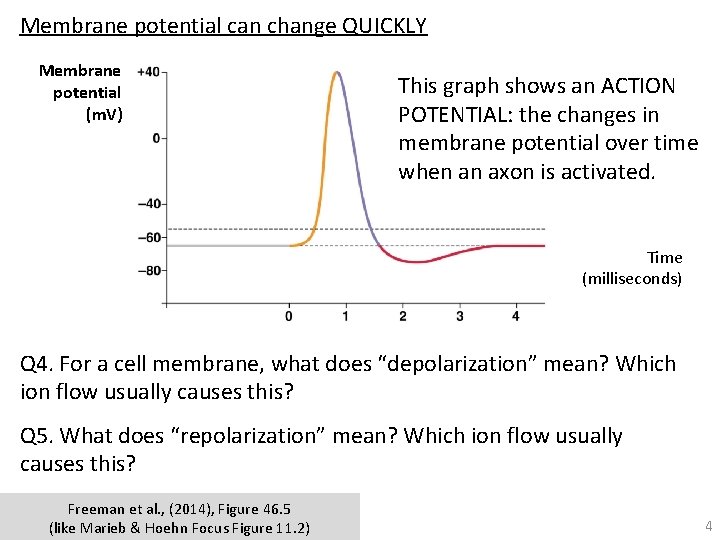 Membrane potential can change QUICKLY Membrane potential (m. V) This graph shows an ACTION