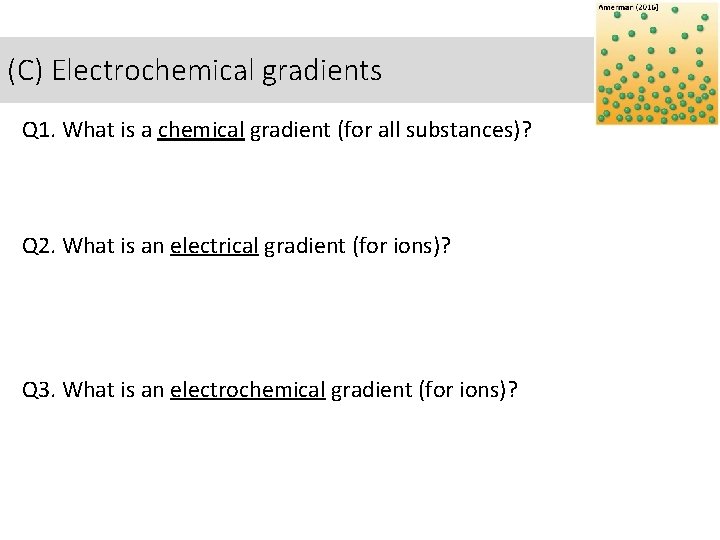 (C) Electrochemical gradients Q 1. What is a chemical gradient (for all substances)? Q