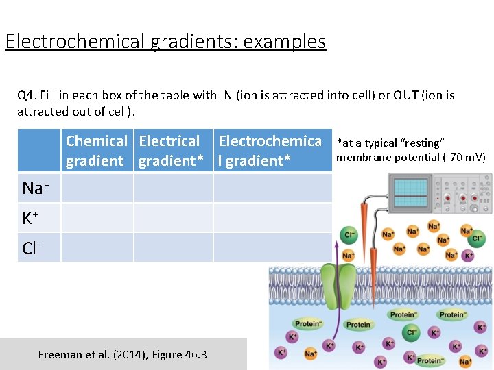 Electrochemical gradients: examples Q 4. Fill in each box of the table with IN