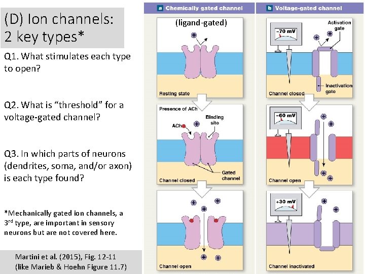 (D) Ion channels: 2 key types* Q 1. What stimulates each type to open?
