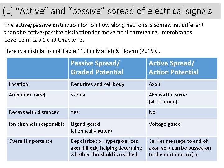 (E) “Active” and “passive” spread of electrical signals The active/passive distinction for ion flow
