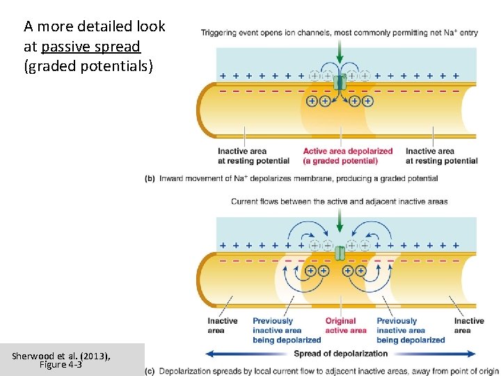 A more detailed look at passive spread (graded potentials) Sherwood et al. (2013), Figure