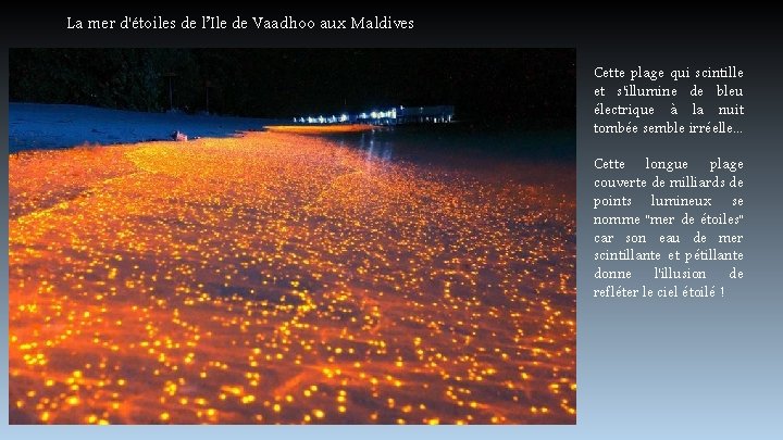 La mer d'étoiles de l’Ile de Vaadhoo aux Maldives Cette plage qui scintille et