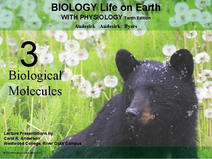 BIOLOGY Life on Earth WITH PHYSIOLOGY Tenth Edition Audesirk Byers 3 Biological Molecules Lecture