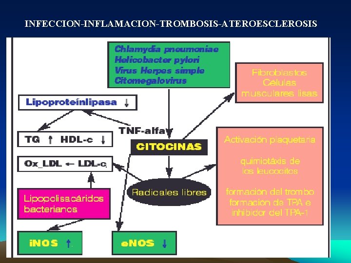 INFECCION-INFLAMACION-TROMBOSIS-ATEROESCLEROSIS 
