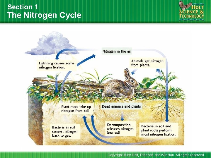 Section 1 The Nitrogen Cycle Copyright © by Holt, Rinehart and Winston. All rights