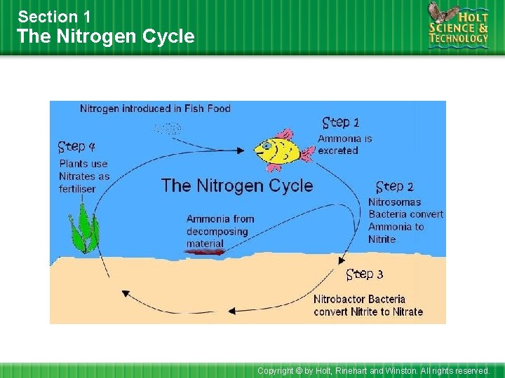 Section 1 The Nitrogen Cycle Copyright © by Holt, Rinehart and Winston. All rights