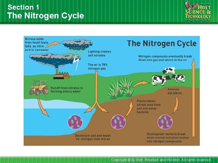 Section 1 The Nitrogen Cycle Copyright © by Holt, Rinehart and Winston. All rights