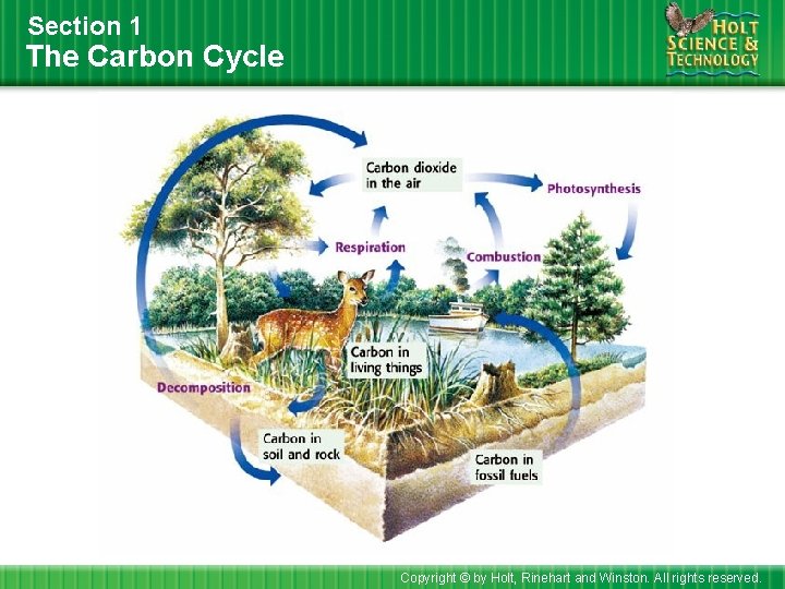 Section 1 The Carbon Cycle Copyright © by Holt, Rinehart and Winston. All rights