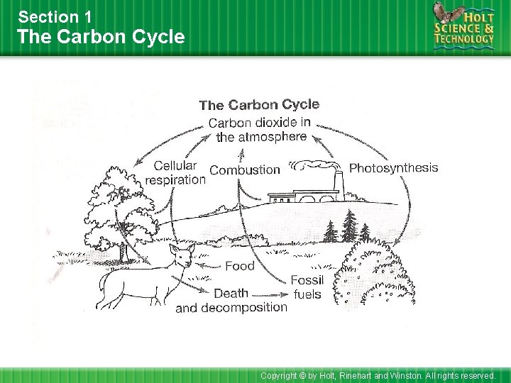 Section 1 The Carbon Cycle Copyright © by Holt, Rinehart and Winston. All rights