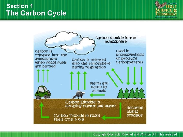 Section 1 The Carbon Cycle Copyright © by Holt, Rinehart and Winston. All rights