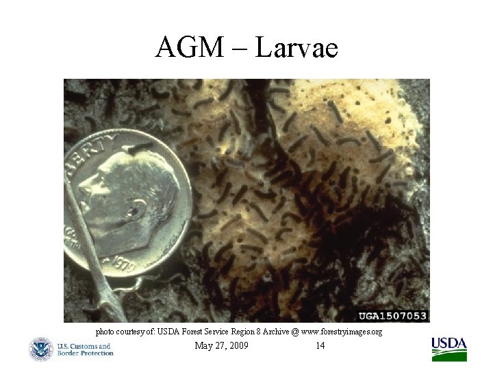 AGM – Larvae photo courtesy of: USDA Forest Service Region 8 Archive @ www.