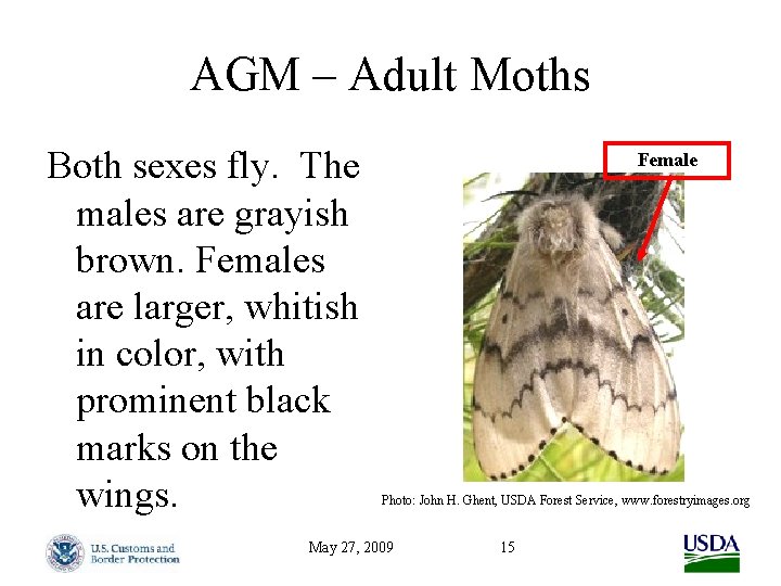 AGM – Adult Moths Both sexes fly. The males are grayish brown. Females are