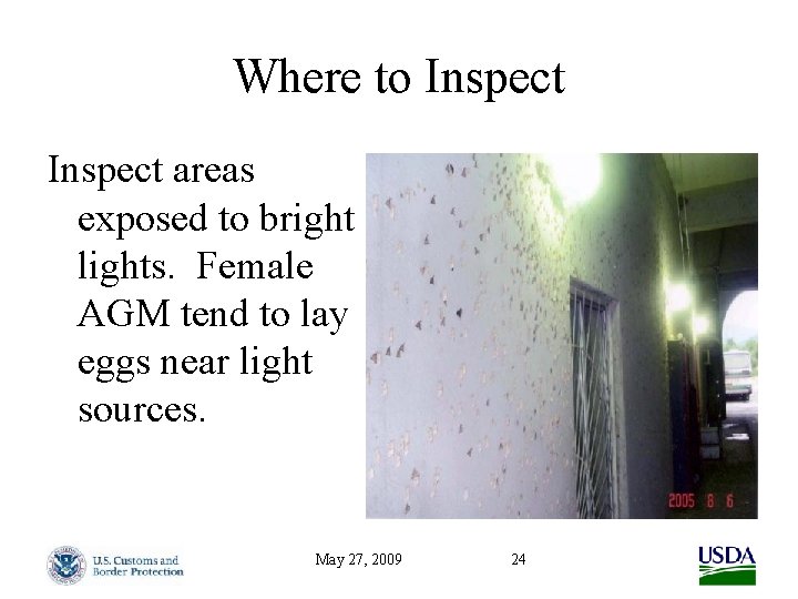 Where to Inspect areas exposed to bright lights. Female AGM tend to lay eggs