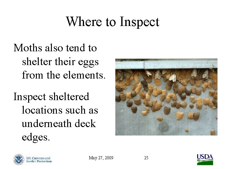 Where to Inspect Moths also tend to shelter their eggs from the elements. Inspect