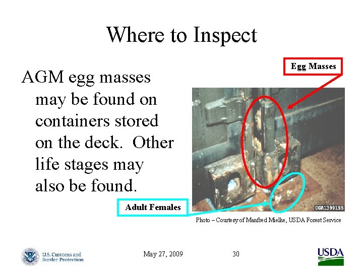 Where to Inspect Egg Masses AGM egg masses may be found on containers stored