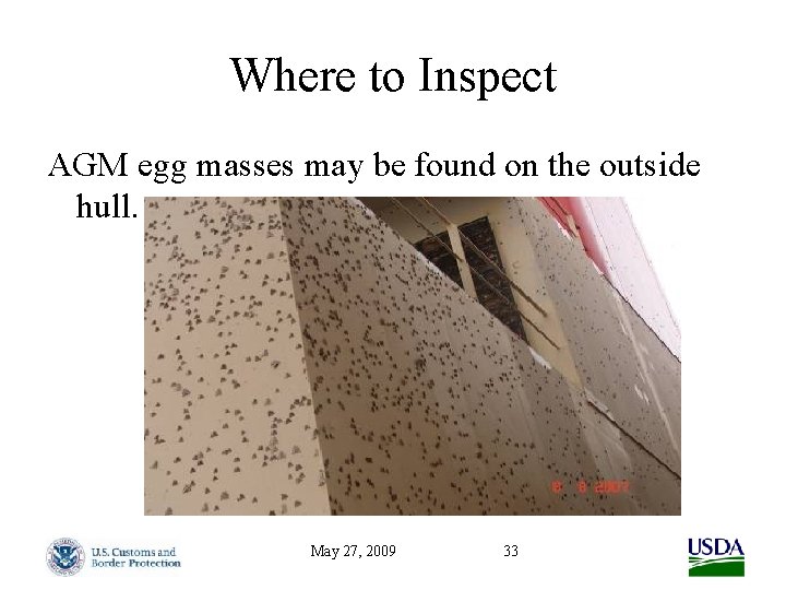 Where to Inspect AGM egg masses may be found on the outside hull. May