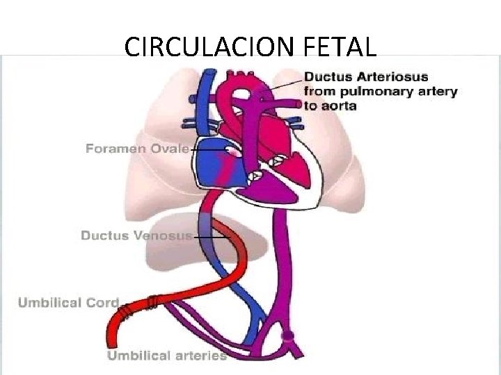 CIRCULACION FETAL 