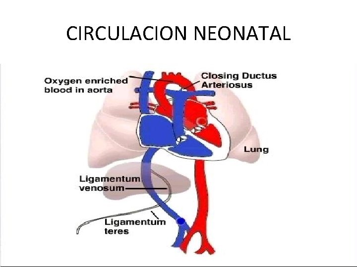 CIRCULACION NEONATAL 