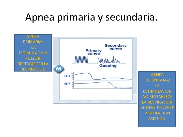 Apnea primaria y secundaria. APNEA PRIMARIA: LA ESTIMULACION PUEDEN RESTABLECER LA RESPIRACION APNEA SECUNDARIA: