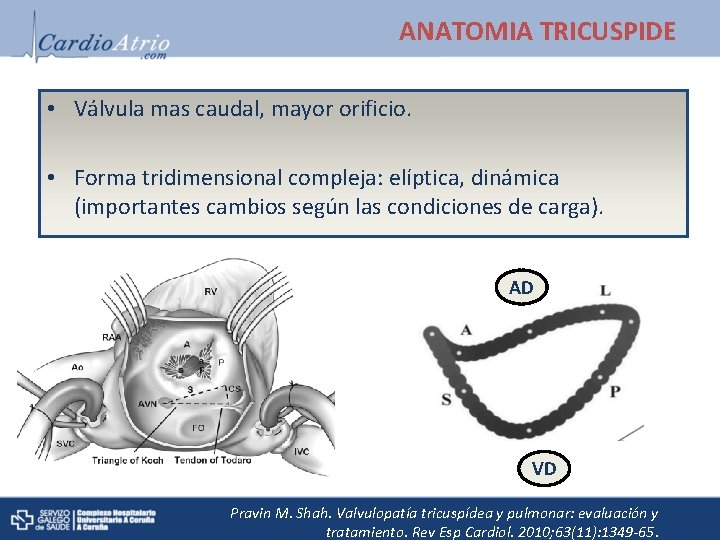 ANATOMIA TRICUSPIDE • Válvula mas caudal, mayor orificio. • Forma tridimensional compleja: elíptica, dinámica