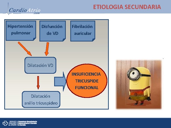 ETIOLOGIA SECUNDARIA Hipertensión pulmonar Disfunción de VD Fibrilación auricular Dilatación VD INSUFICIENCIA TRICUSPIDE FUNCIONAL